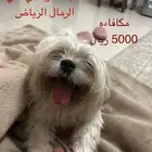 كلب