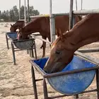 ايواء واجار بايكه للخيل