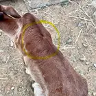 عجل العمر  شهر ونص تقريبا