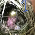 طيور روز للبيع مع فروخهم