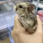 هامستر روسي ونتر وايت