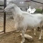 خروف فحل