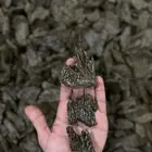 عود كلمنتان رويال طبيعي محسن (جمله)