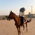 حصان إنجليزي هادي للأطفال والمتعلمين