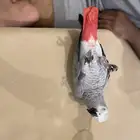كاسكو للبيع