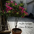 اشجار زينه