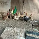 8 دجاجات