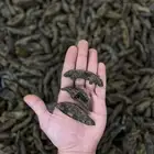 عود كلمنتان ملكي طبيعي محسن فاخر جمله للمتاجر
