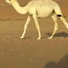 قعود قصب