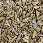 عود مروكي ميني طبيعي محسن ملكي