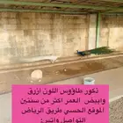 ذكور طاووس ازرق وابيض للبيع