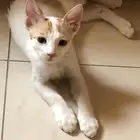 قط اليف للتبني