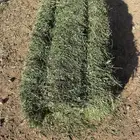برسيم بسيطا صافي