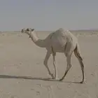 البيع قعود