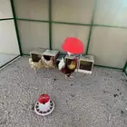 دجاج تركي للبيع