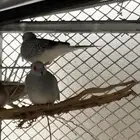 طيور محمية