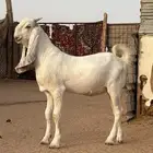 مشروع تيس فحل