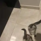قطط شيرازي للبيع