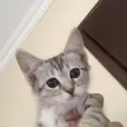 قطط