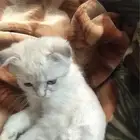 قطه سكوتش فولد
