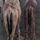 قعدان لبانيه للبيع