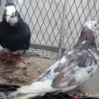 زوج قطيفي