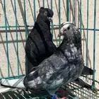 قطايف