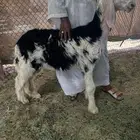 مشروع فحل نجد
