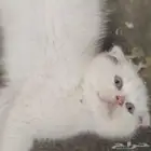 قط سكوتش فولد ذكر سلالة نادرة عيونه زرقاء