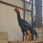 ديك باكستاني سندي