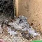 سمان صيني او ملكي