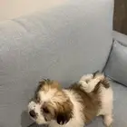 Maltese-Yorkie Mix Puppy - Female - For Sale - Riyadh