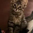 ذكر صغير عمر شبية مين كون