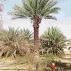 نخيل هلالي وخلاص