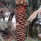 قلع وغرس وتوريد جميع انواع النخيل