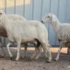 حريات مواليد وا مضاريع صنف(تم البيع)