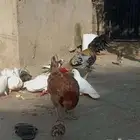 دجاج وحمام للبيع دجاج كويتي