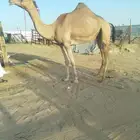 لقحه هجن