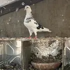 حمام قطيفي