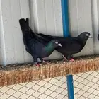 حمام قطيفي