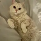 قطو حي فيصليه شارع الزيات