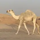 حوارة عونيه
