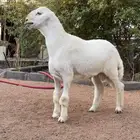 للبيع مشروع فحل حري صنف