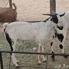 تيس بيشي