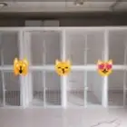 Cat and dogs