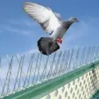 Bird repellent is the installation of pigeon thorns Pigeon