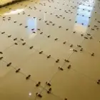 مبلط صبيا بيش الدرب