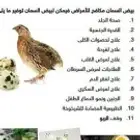 يتوفر حاليا بيض السمان