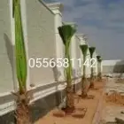 نخل زينه لبيع