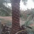 توريد نخيل وتركيب شبوك